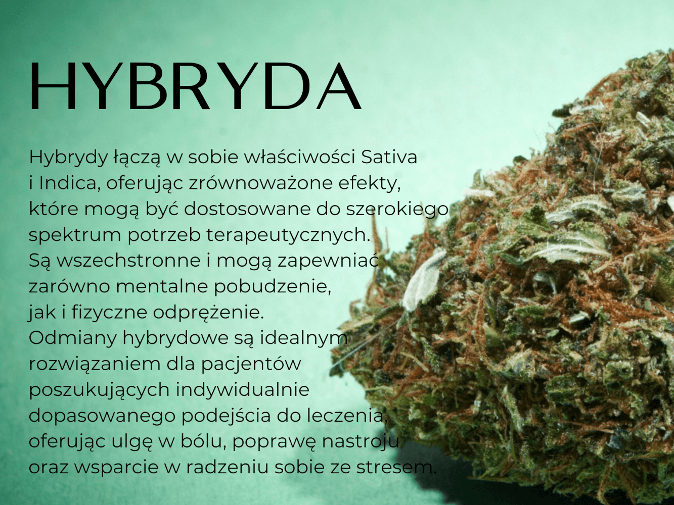 GRAFIKA HYBRYDA