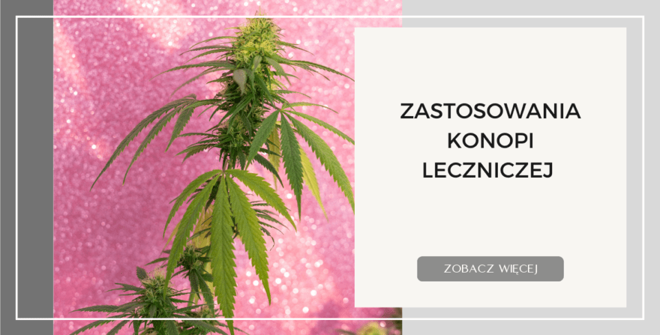 ZASTOSOWANIA KONOPI LECZNICZEJ